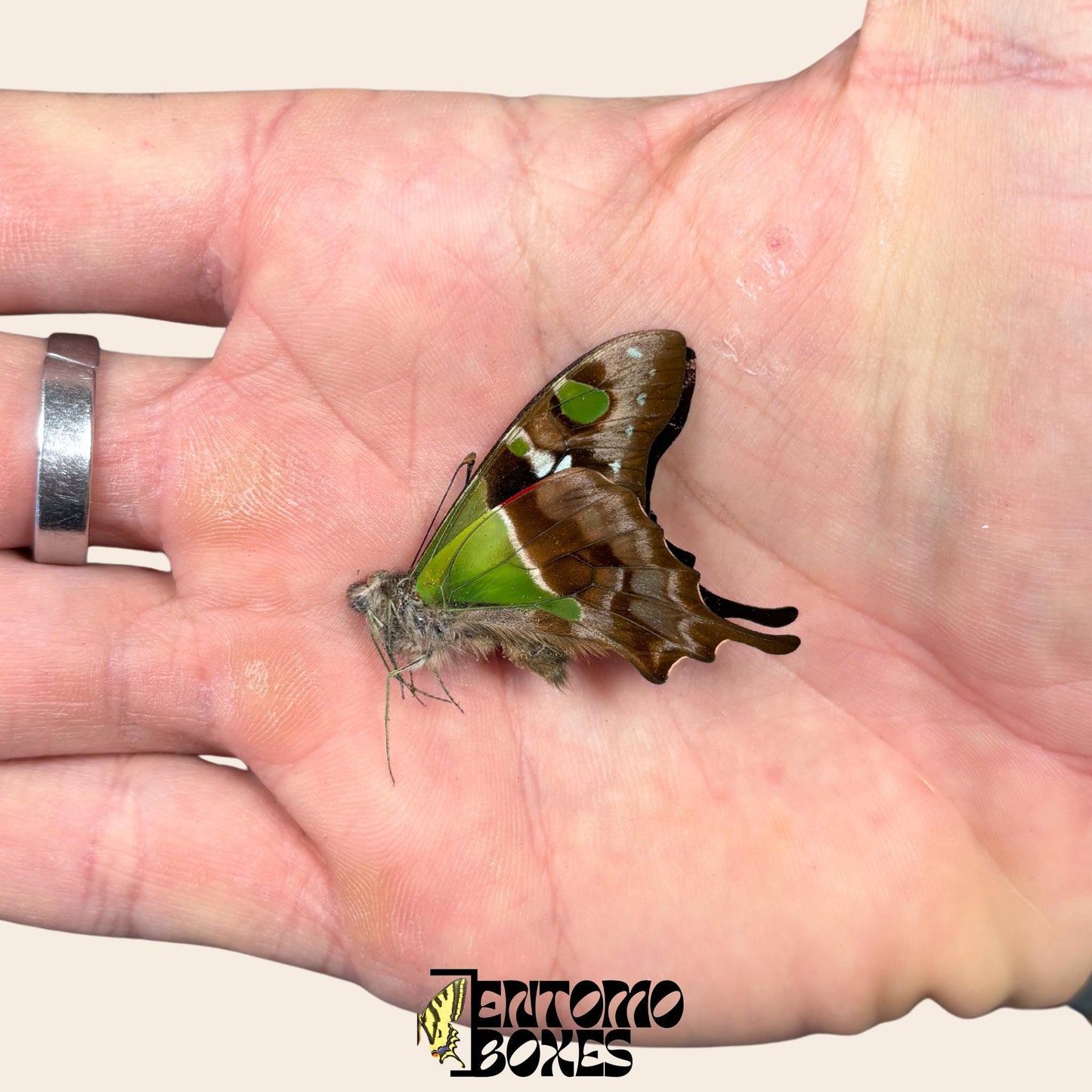graphium weiskei papered dry butterfly with closed wings on hand (etsy image id: 8062139527)