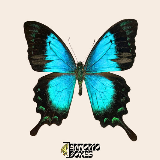 papilio lorquinianus pinned butterfly (etsy image id: 8062177367)
