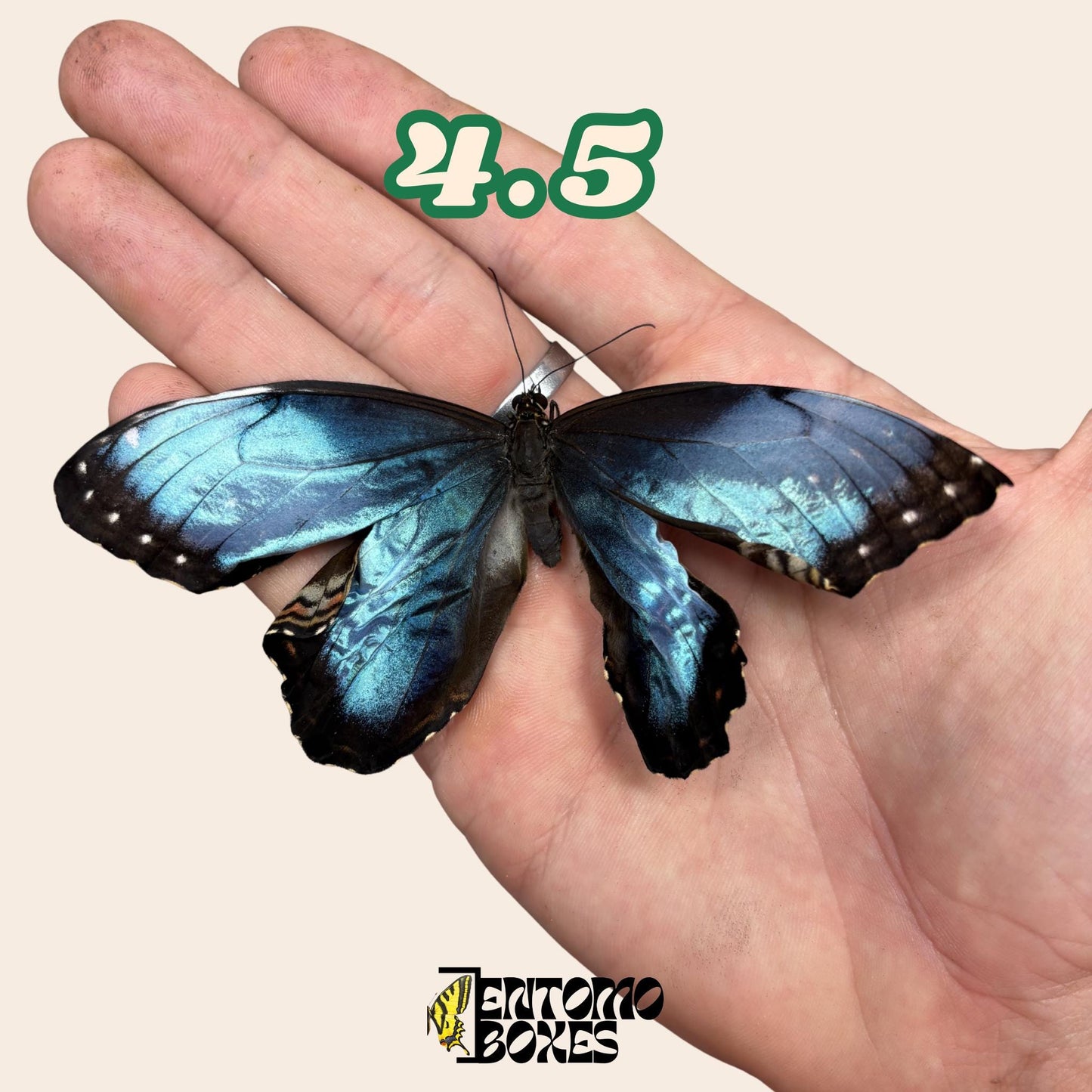 echter Blau Morpho Schmetterling: B-Qualität defektes Trockenexemplar für Taxidermie-Reparatur