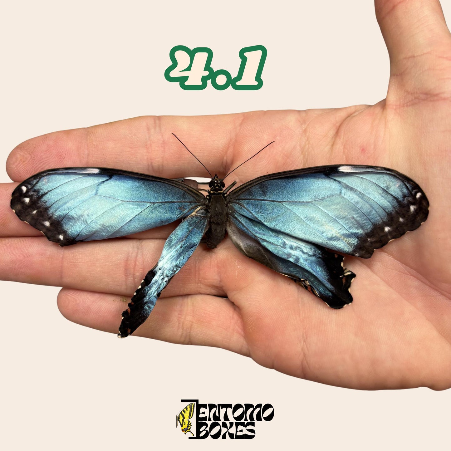 echter Blau Morpho Schmetterling: B-Qualität defektes Trockenexemplar für Taxidermie-Reparatur