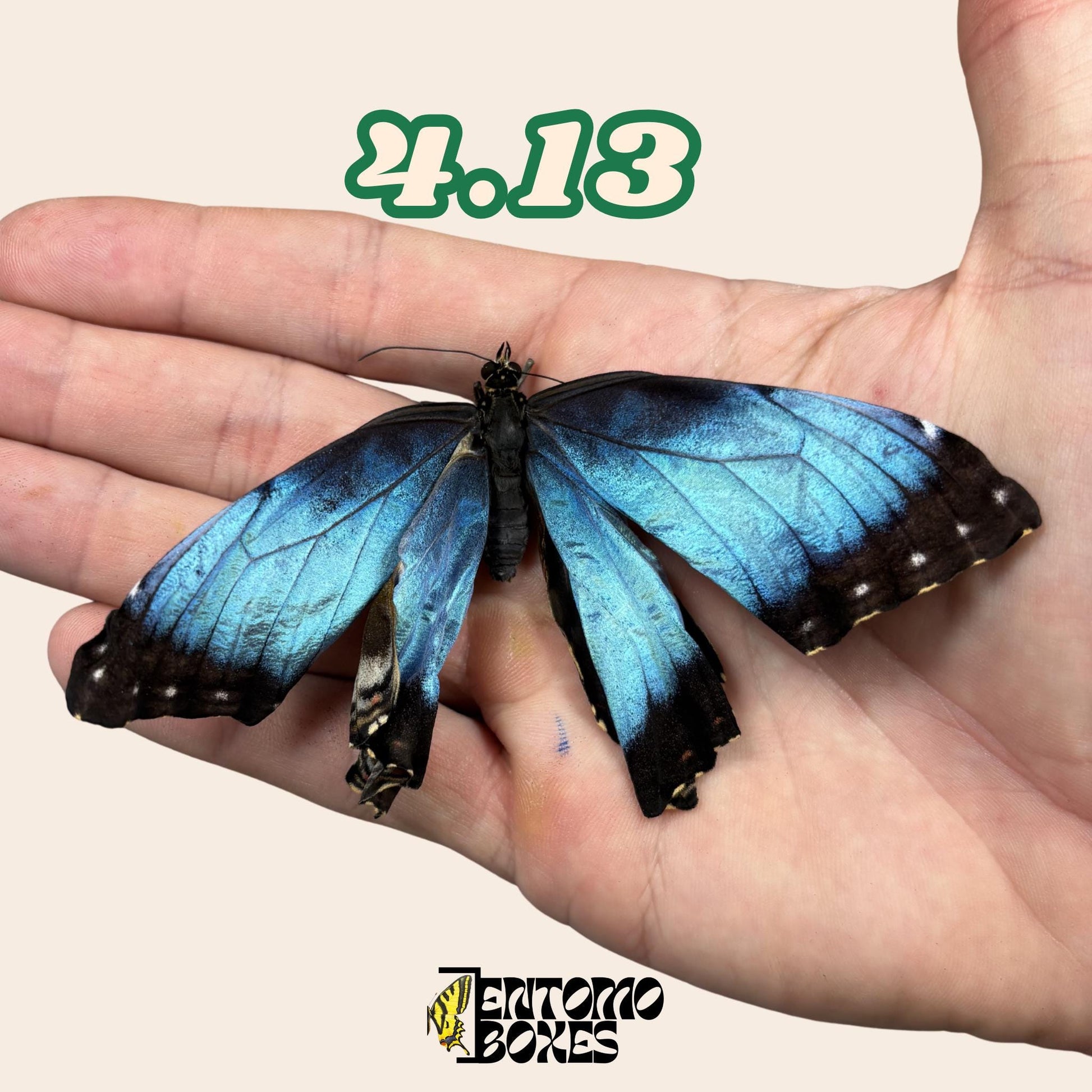 echter Blau Morpho Schmetterling: B-Qualität defektes Trockenexemplar für Taxidermie-Reparatur