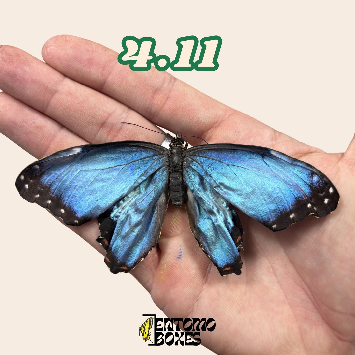 echter Blau Morpho Schmetterling: B-Qualität defektes Trockenexemplar für Taxidermie-Reparatur