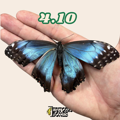 echter Blau Morpho Schmetterling: B-Qualität defektes Trockenexemplar für Taxidermie-Reparatur