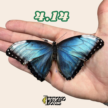 echter Blau Morpho Schmetterling: B-Qualität defektes Trockenexemplar für Taxidermie-Reparatur