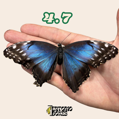 echter Blau Morpho Schmetterling: B-Qualität defektes Trockenexemplar für Taxidermie-Reparatur