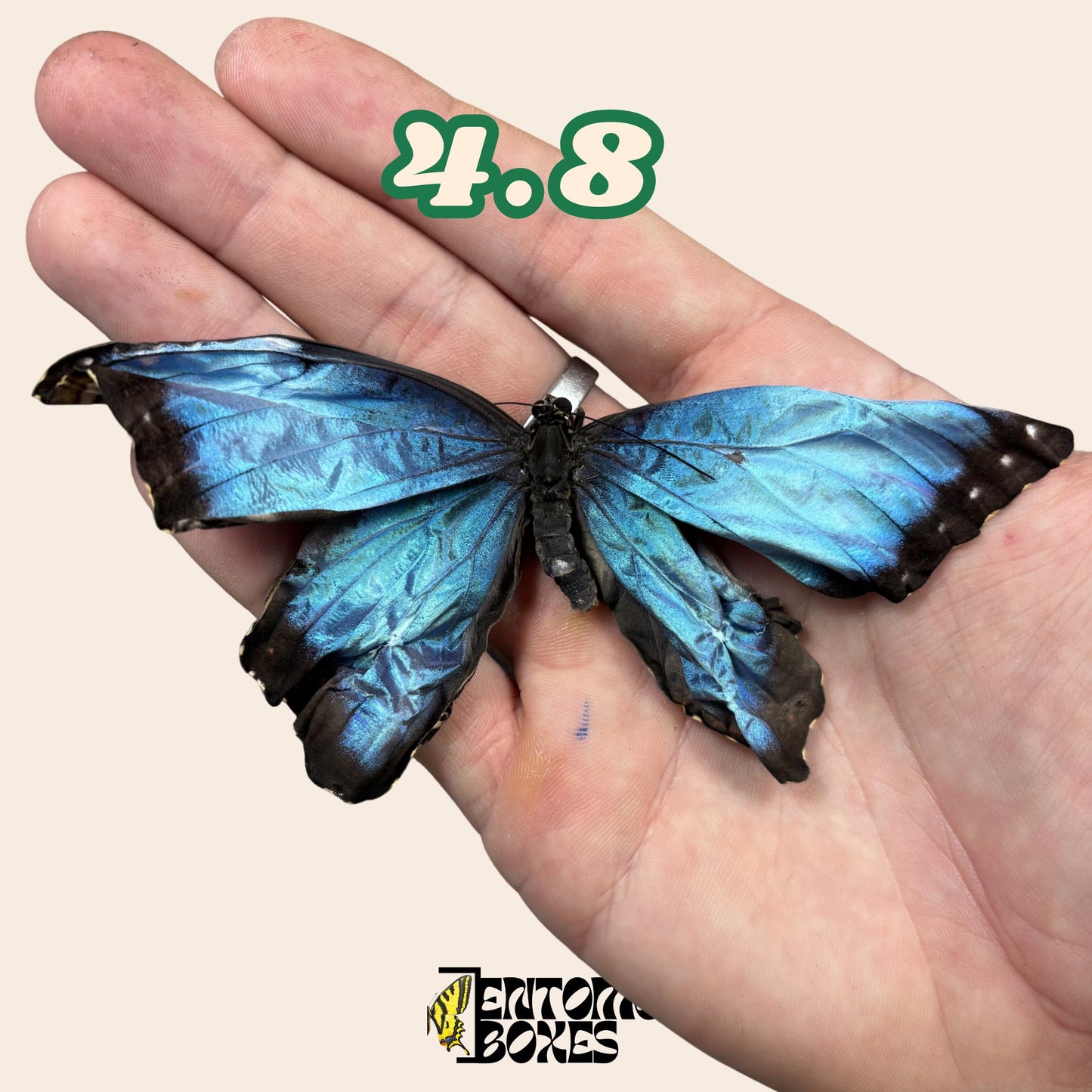 echter Blau Morpho Schmetterling: B-Qualität defektes Trockenexemplar für Taxidermie-Reparatur