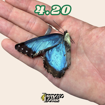 Real Blue Morpho Butterfly: B-Grade defected Dry Specimen for Taxidermy Repair __etsy:8115290643