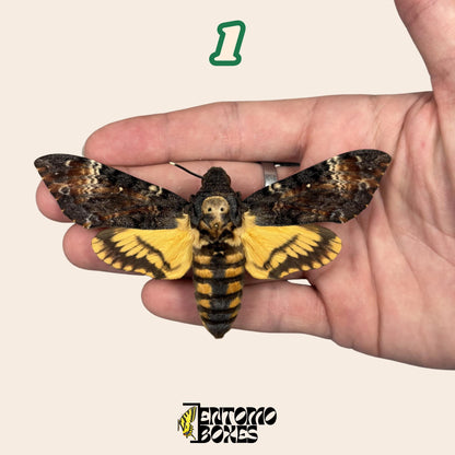 acherontia atropos gespannt Falter