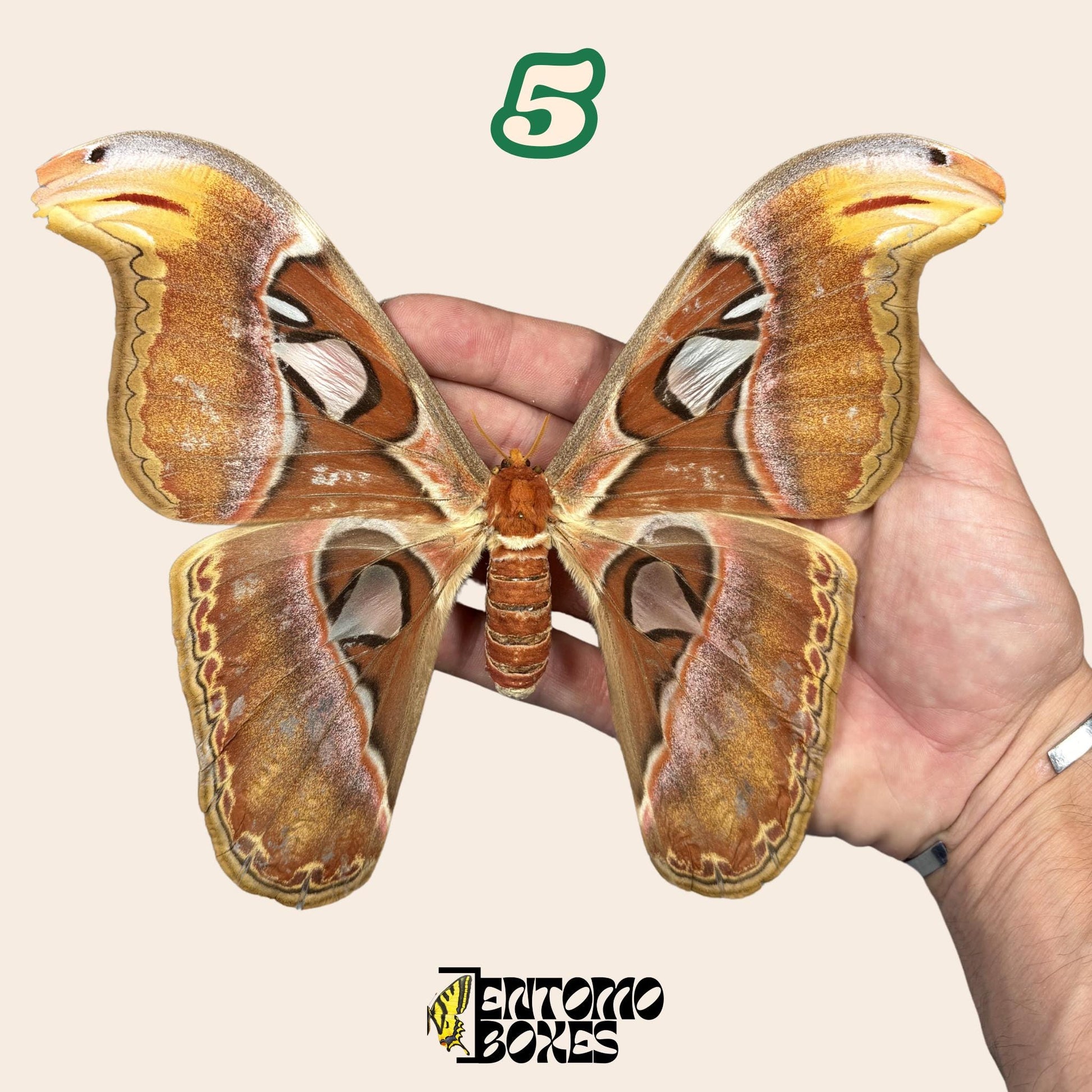 gespannt Attacus Atlasfalter: echter Giant Atlas Seidenspinner Exemplar für Taxidermie-Sammlung