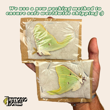 luna moths packed __etsy:8155572640