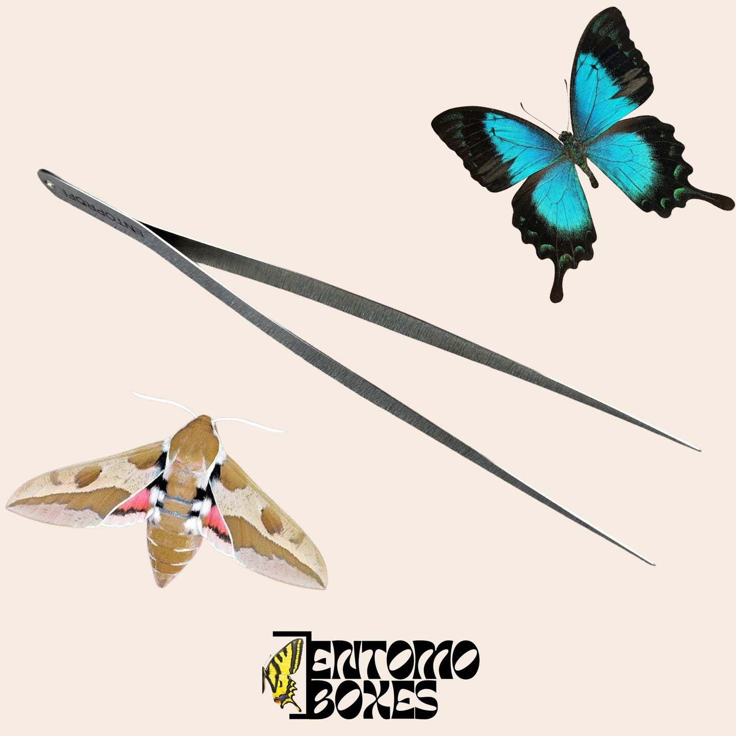 Close-up of entomological forceps tips, smooth metal grip designed to hold delicate butterfly and moth wings without damage