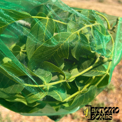 Close-up of a caterpillar and foodplant leaves seen through the fine green mesh of an insect breeding bag.