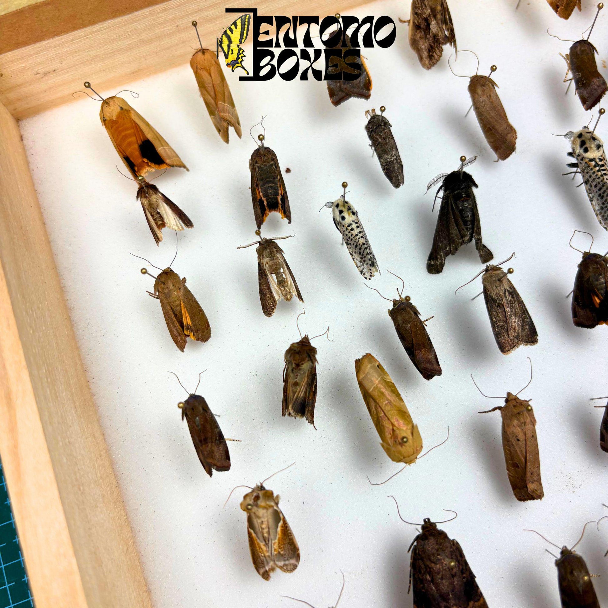 Set of five real moth specimens with closed wings, mounted on steel pins in a foam-lined entomology box, showing natural tan and dark brown patterns.