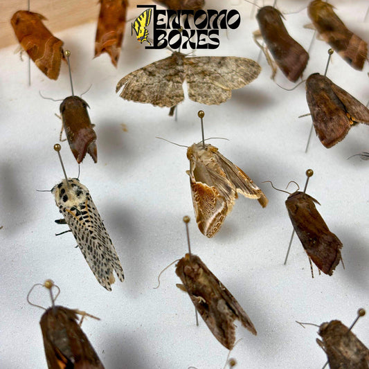 Several unspread European moths pinned on entomology pins inside a wooden display box, wings folded flat against their brown and gray bodies.