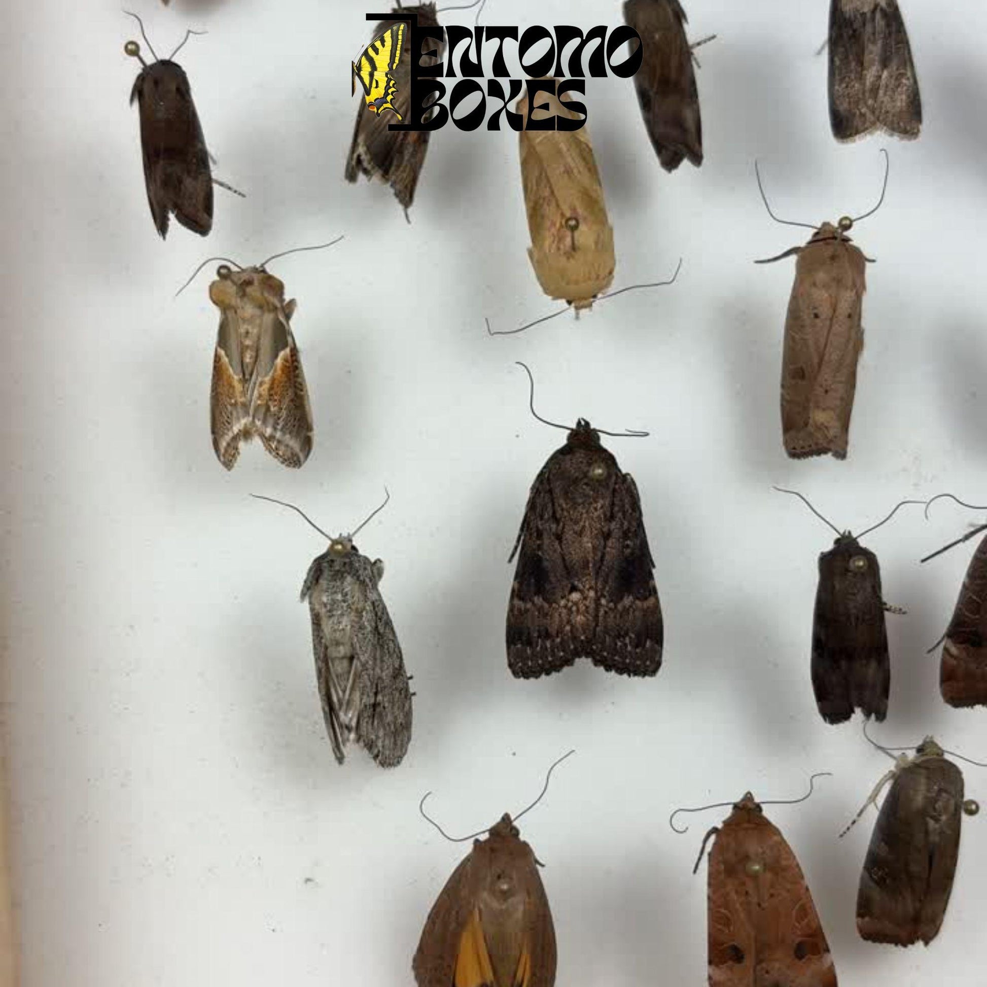 Collection of papered European moths arranged in rows on insect pins, wings still folded, resting in a glass-topped entomology storage box.