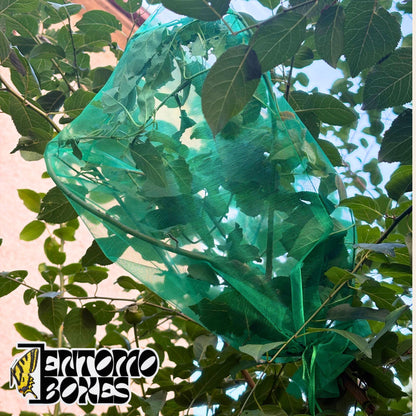 Green mesh breeding bag secured over a leafy tree branch outdoors, with a caterpillar visible through the fine netting.