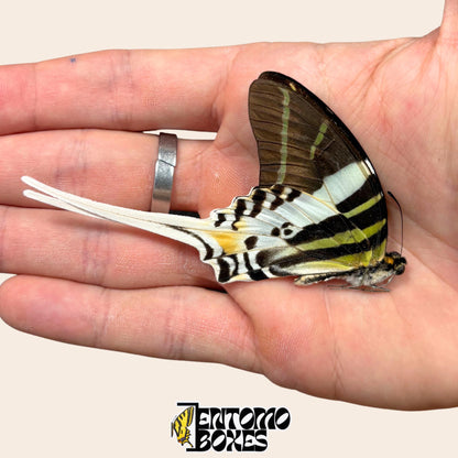 Graphium androcles Riesenschwalbenschwanz Schmetterling papered mit geschlossenen Fluegeln