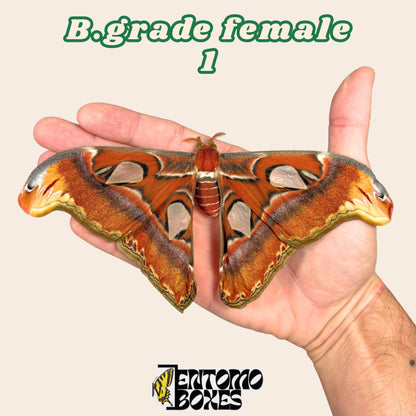 Attacus atlas (Unmontiert)