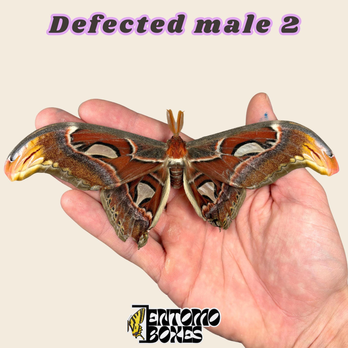 Attacus atlas (Unmontiert)