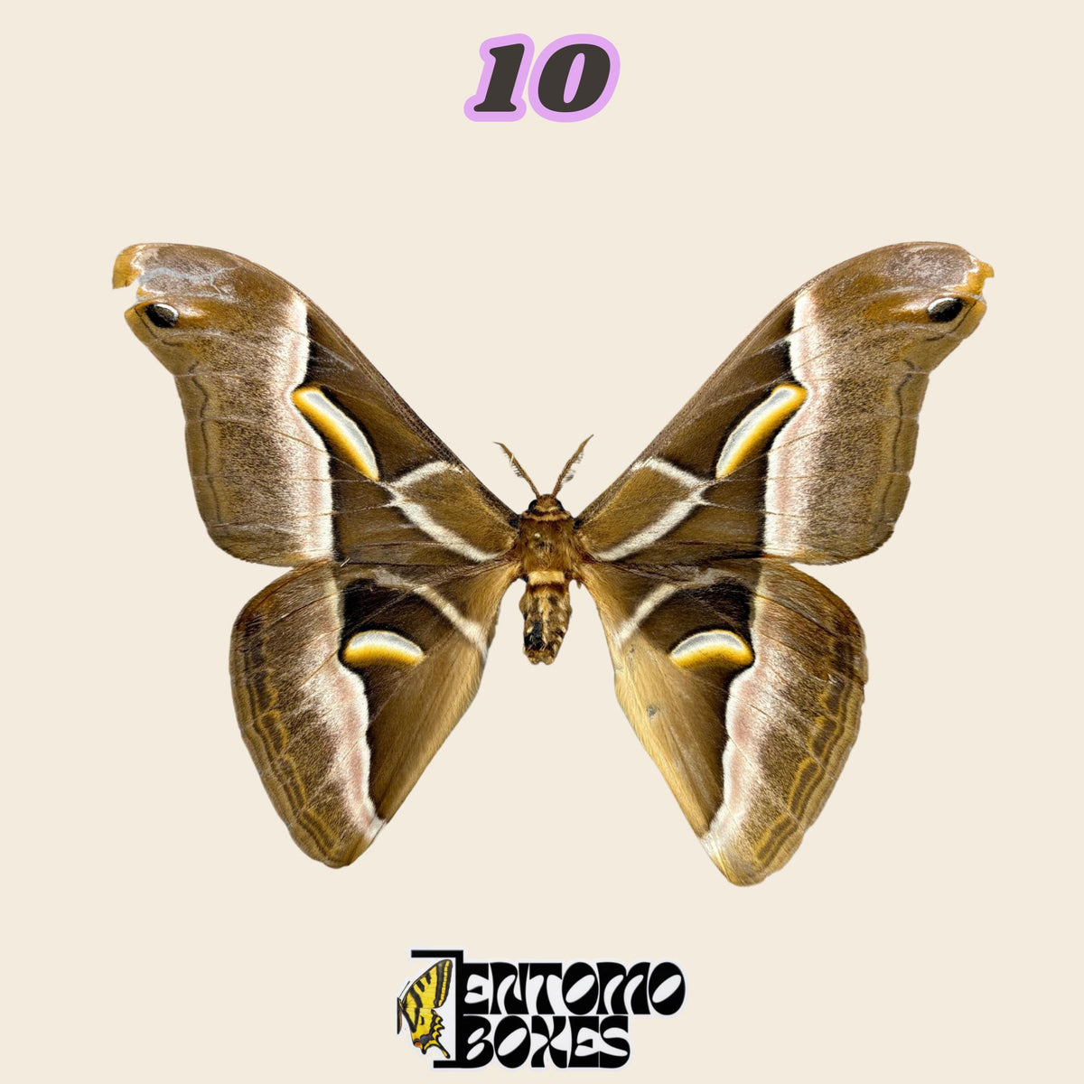 olive-brown moth with pale stripes and yellow crescent markings, specimen No.10, defected budget specimen