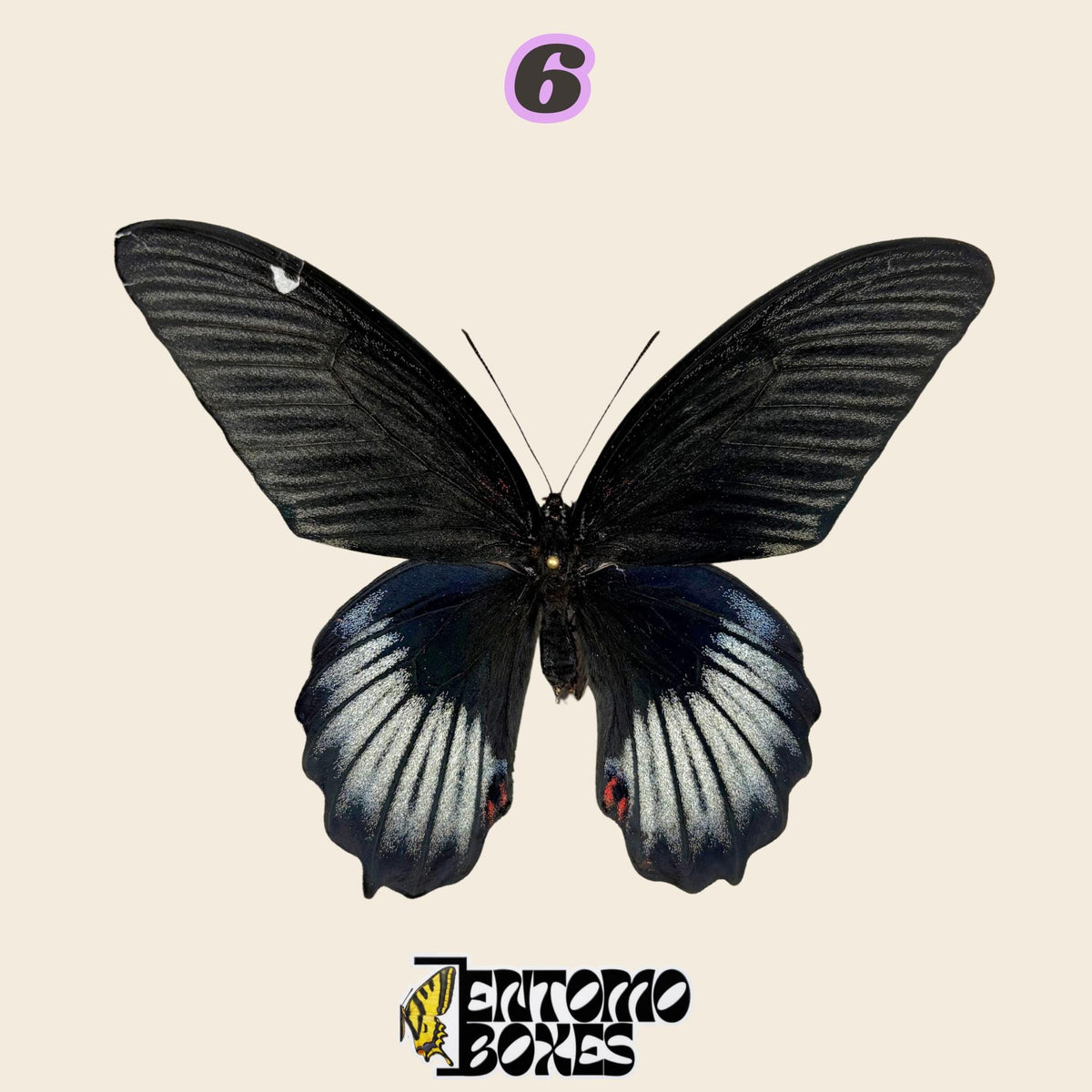 black swallowtail butterfly with pale blue-white hindwings, specimen No.6, defected budget specimen