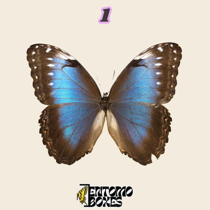 iridescent blue butterfly with brown wing edges, spread wings, specimen No.1, defected budget specimen