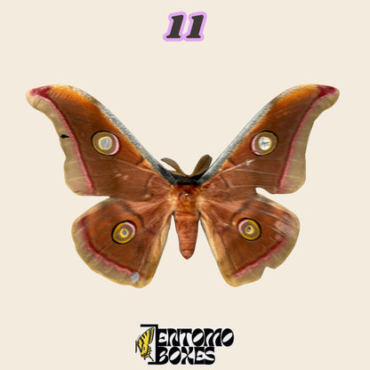 large red-brown silk moth with round eye spots on all four wings, specimen No.11, defected budget specimen