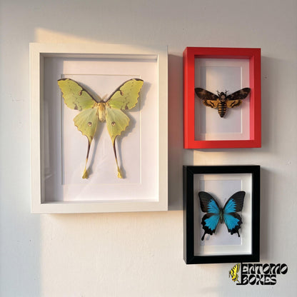 Display example: Argema mimosae moon moth, death's-head hawkmoth and Papilio ulysses in white, red and black shadow box frames on a wall (frames are sold empty)