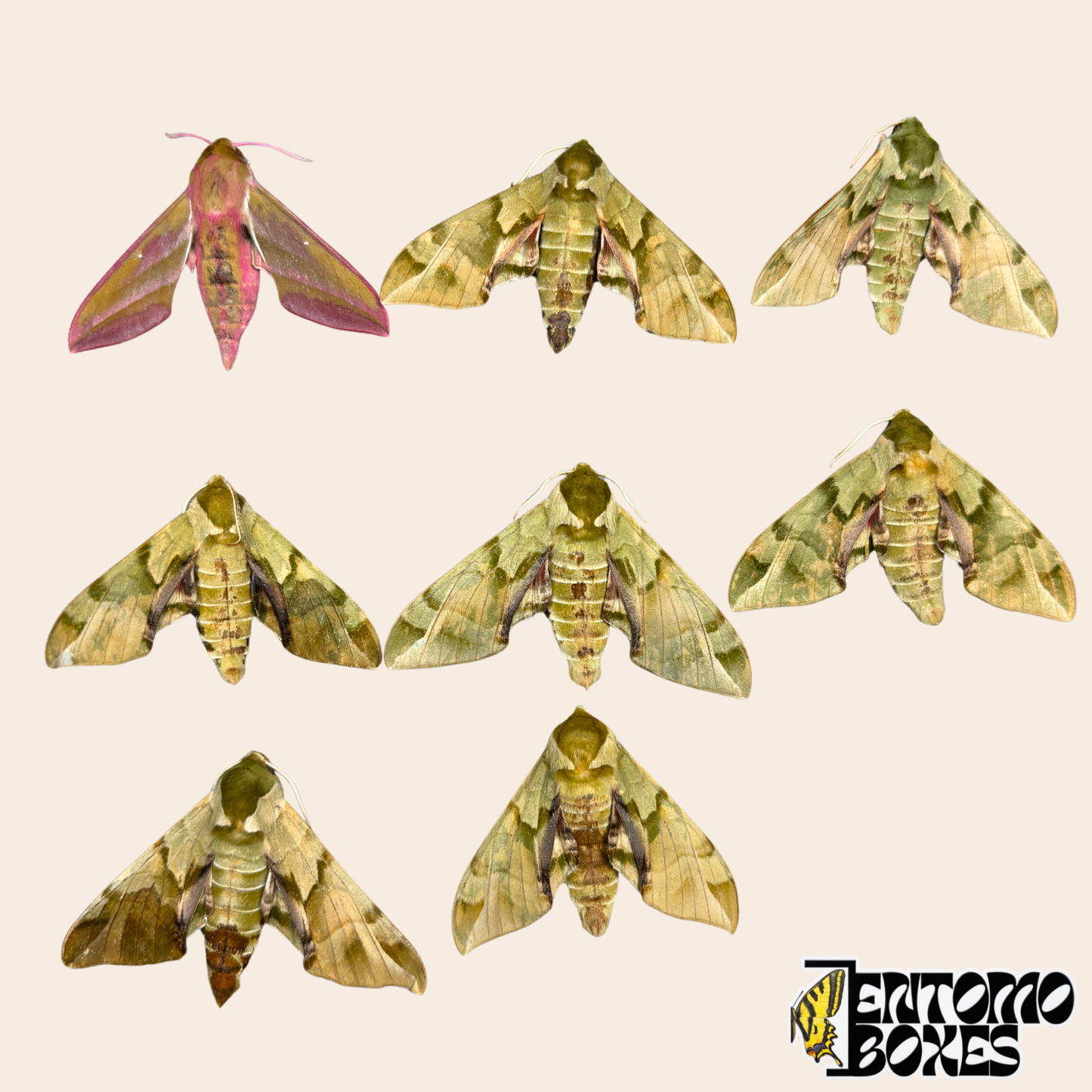Acht ungespannte Schwärmer-Exemplare auf beigem Hintergrund, sieben grün-olivfarbene Callambulyx tatarinovii und ein rosa-olivfarbener Deilephila elpenor aus der Mongolei