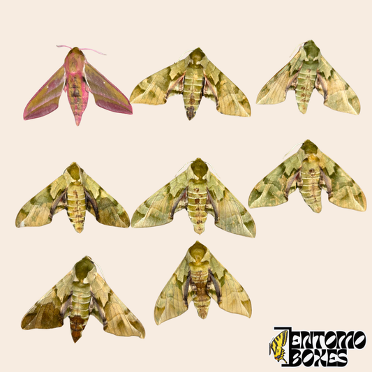 Acht ungespannte Schwärmer-Exemplare auf beigem Hintergrund, sieben grün-olivfarbene Callambulyx tatarinovii und ein rosa-olivfarbener Deilephila elpenor aus der Mongolei