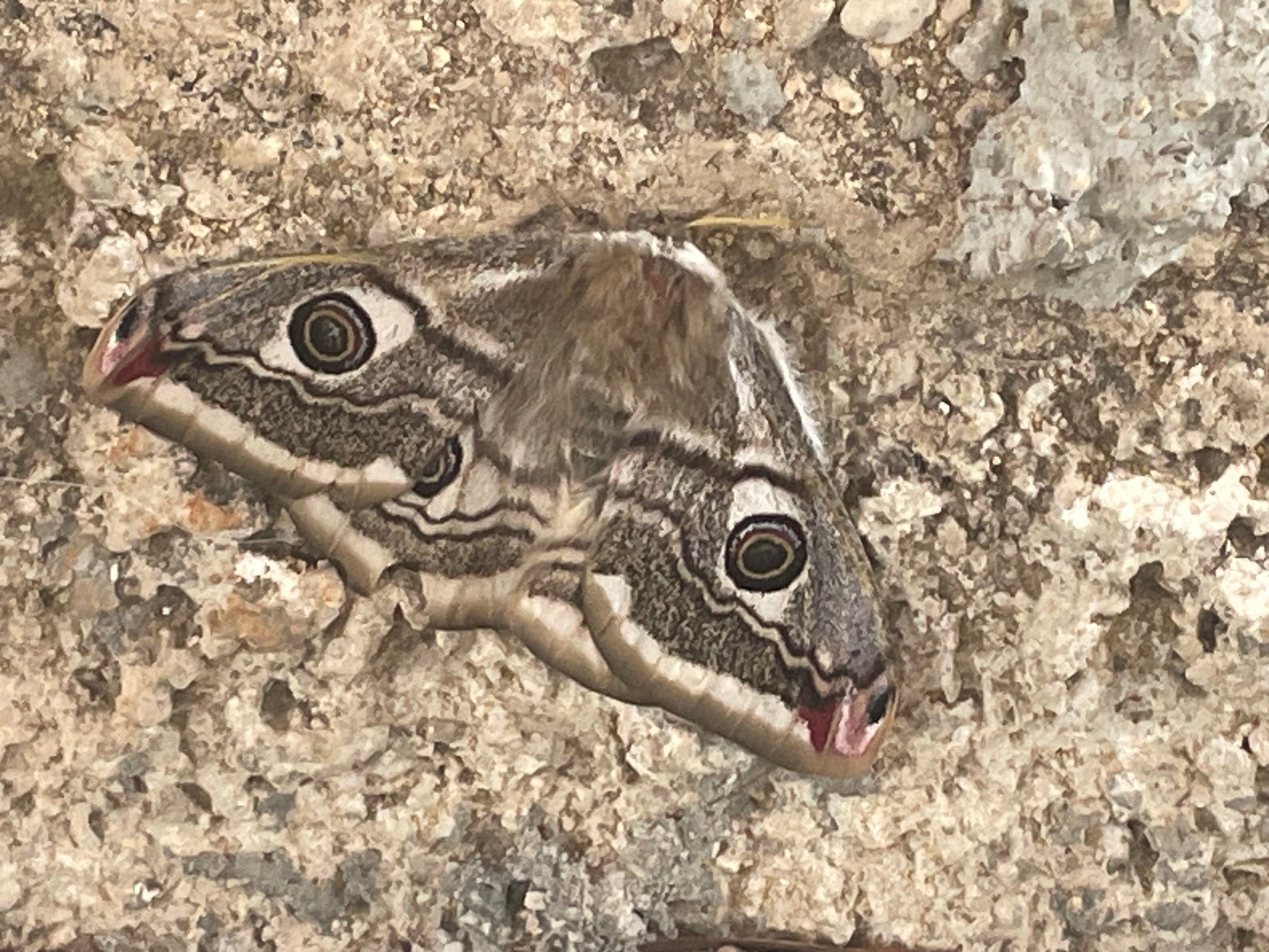 Weiblicher Falter von Saturnia pavoniella an einer hellen Steinmauer, graubraune Flügel mit je einem dunklen Augenfleck