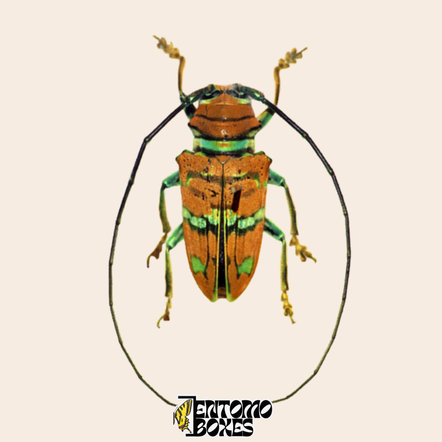 Sternotomis pulchra Bockkäfer, Rückenansicht, kastanienorange Flügeldecken mit metallisch grünen Binden und grünen Beinen, echtes getrocknetes Exemplar aus Kamerun