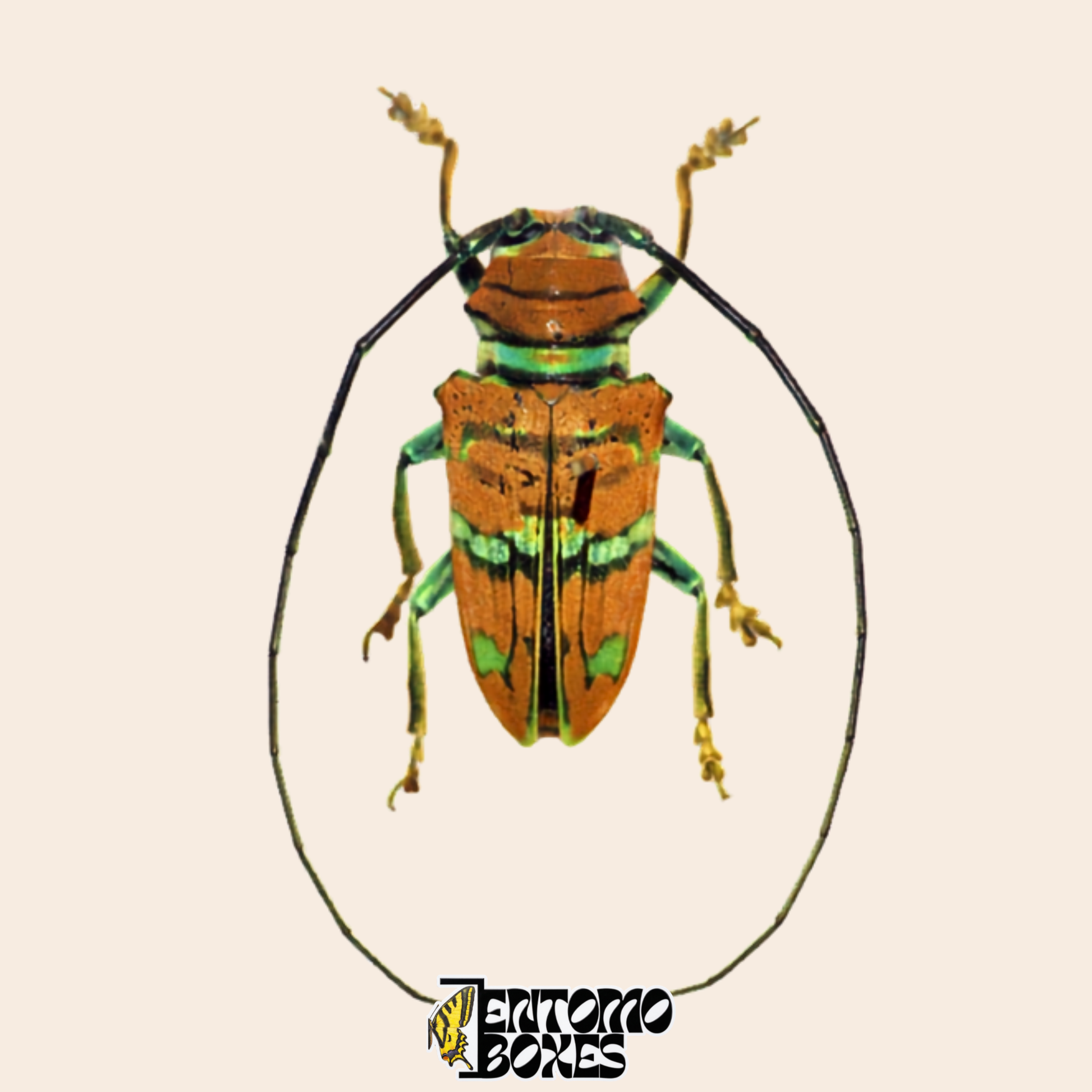 Sternotomis pulchra Bockkäfer, Rückenansicht, kastanienorange Flügeldecken mit metallisch grünen Binden und grünen Beinen, echtes getrocknetes Exemplar aus Kamerun