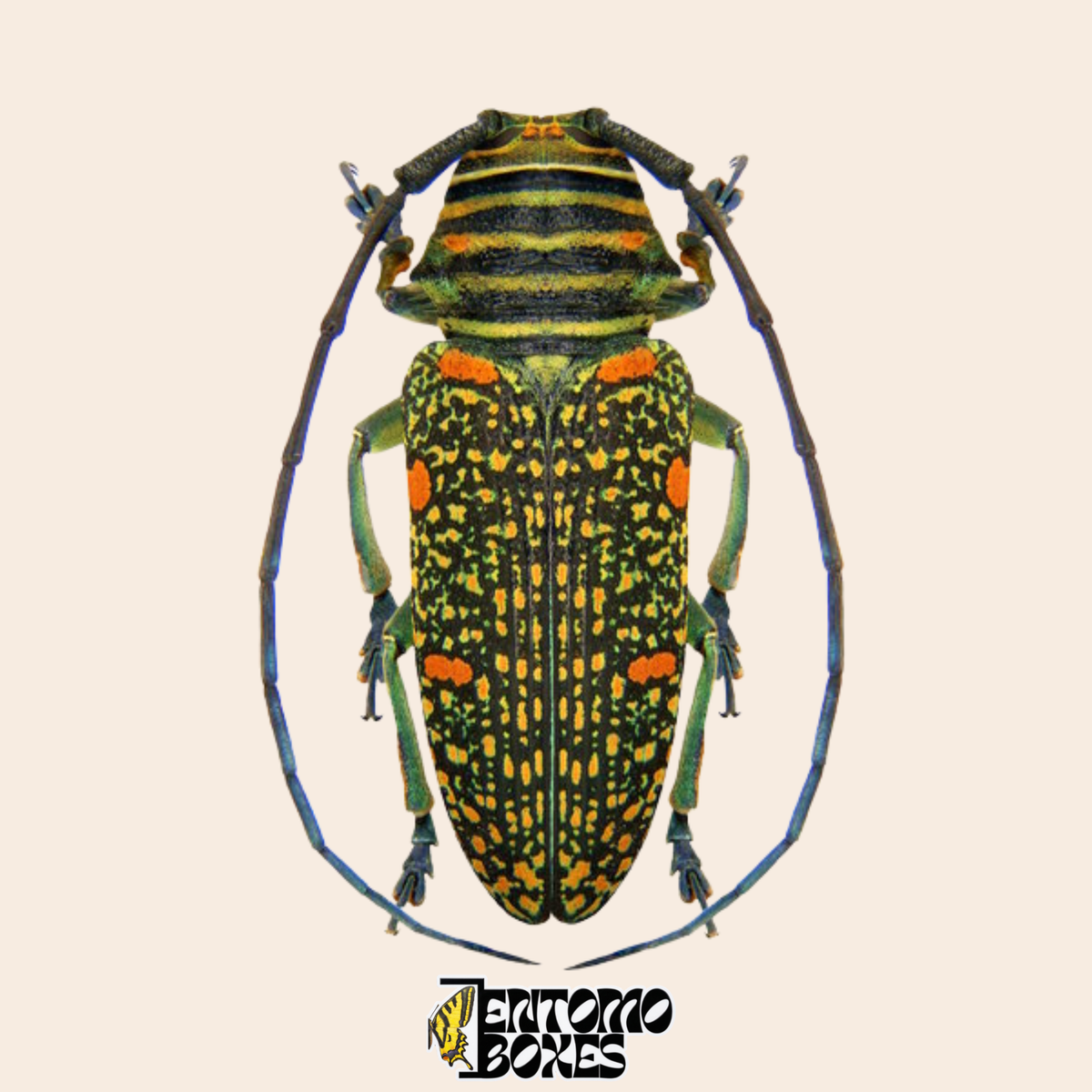 Zographus regalis Bockkäfer, Rückenansicht, schwarze Flügeldecken mit dichter goldener Sprenkelung und orangen Flecken, blaugraue Beine, echtes getrocknetes Exemplar aus Kamerun