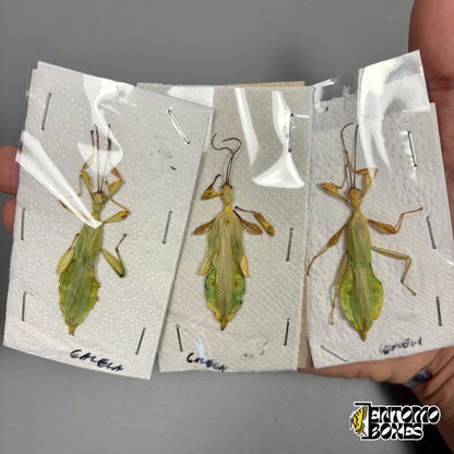 Drei getrocknete Wandelnde Blätter (Phyllium) Männchen, ungespannt flach unter Folie, in der Hand