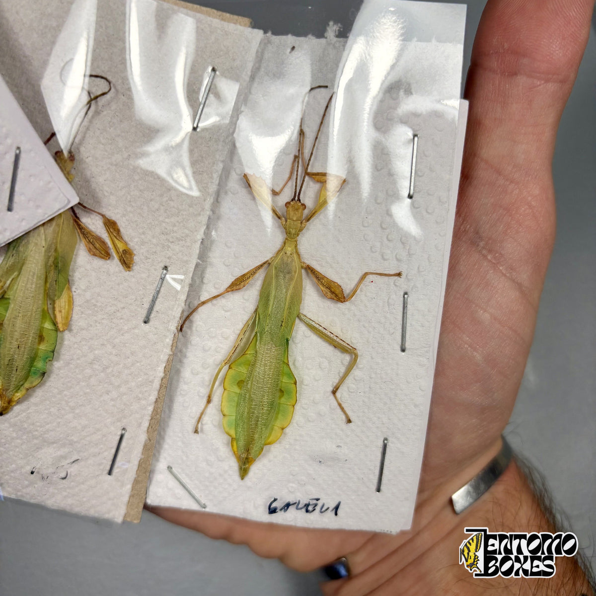 Getrocknetes Wandelndes Blatt Phyllium sp. Männchen, grüner blattförmiger Körper mit gelben Rändern und langen Fühlern, ungespanntes Exemplar