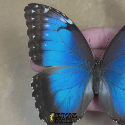 Morpho helenor (Gespannt)