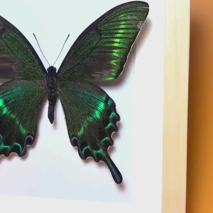 Papilio maackii gerahmt