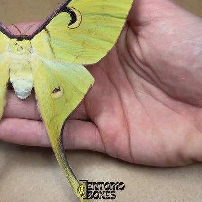 Actias meanas