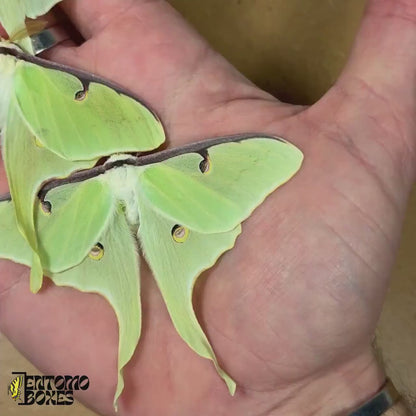 Actias luna (Unmontiert)