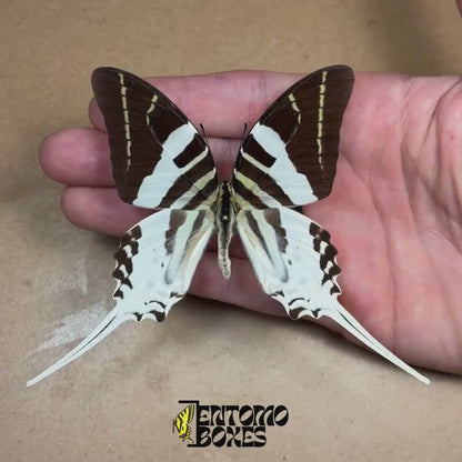 Graphium androcles