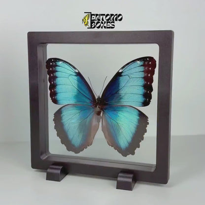 Schmetterling im transparenten Rahmen
