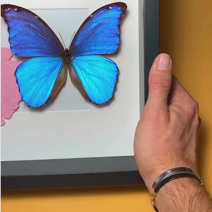 Morpho Didius gerahmt mit Südamerika-Karte