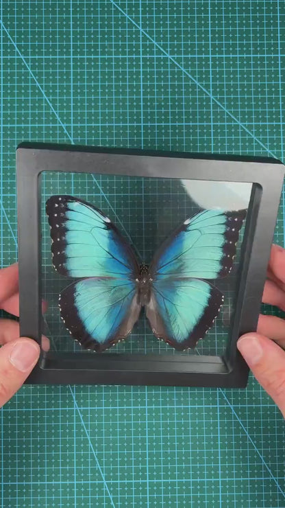 Blaues Morpho-KIT