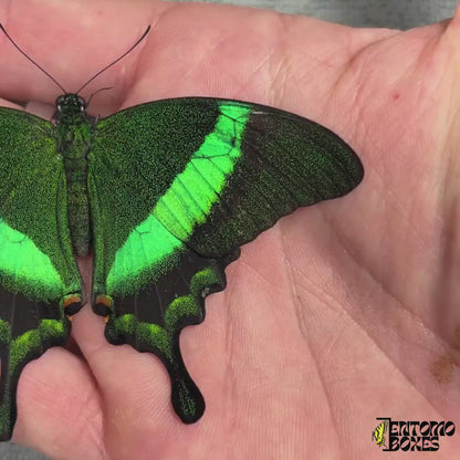 Papilio palinurus (Unmontiert)