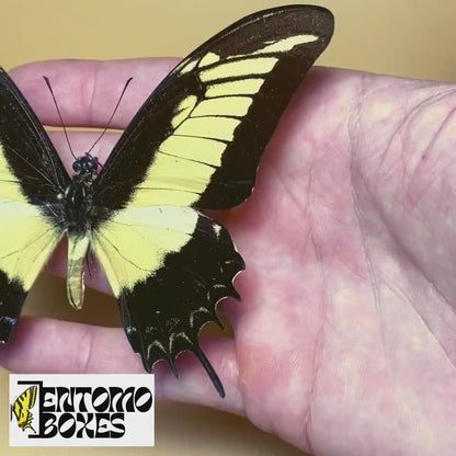 Papilio androgeus