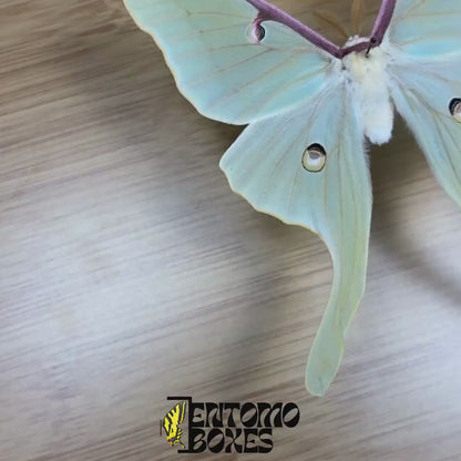 Actias luna (Gespannt)