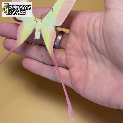 Actias dubernardi