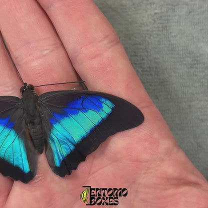Prepona omphale (Unmontiert)