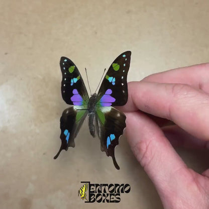 Graphium weiskei